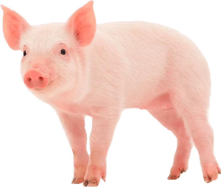 Różowa świnka — ilustracja zwierzęcia w quizie OXY